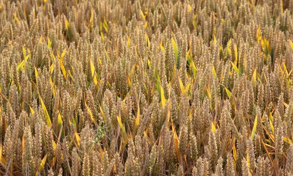 Campo de trigo con espesas espigas maduras, retroiluminado —  Fotos de Stock