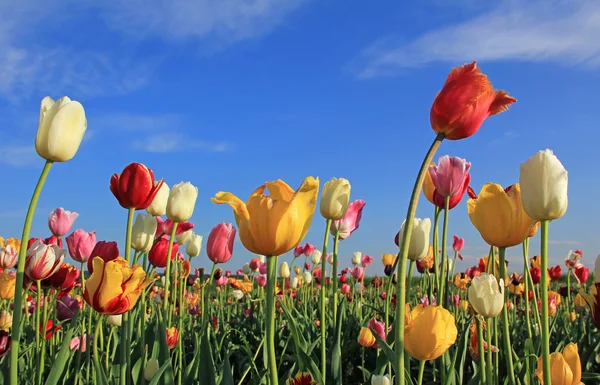 Multicolor tulp veld tegen blauwe hemel — Stockfoto