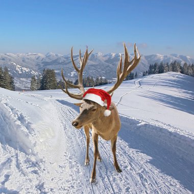 Ren geyiği ile Noel Baba şapkası, karlı dağlarda iz
