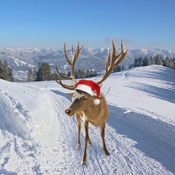 Reno con sombrero de santa claus, en sendero nevado en las montañas — Foto de Stock