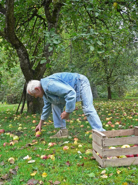 Senior raccogliere mele cadute in giardino — Foto Stock