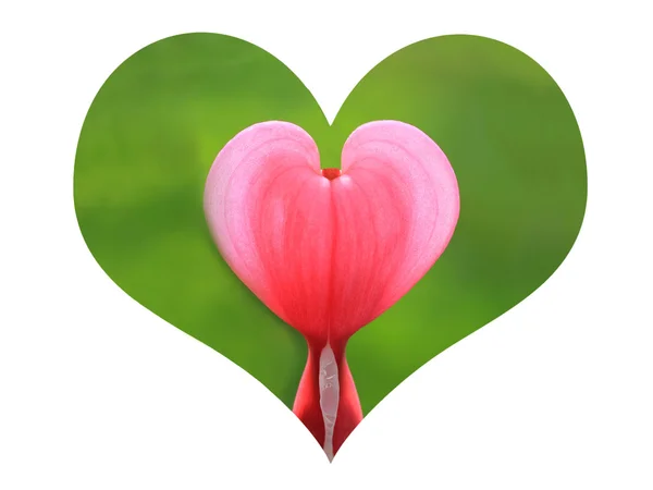 Heart shape with bleeding heart plant — Stock Photo, Image