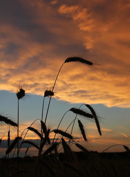 Campo de colheita ao pôr-do-sol com nuvens dramáticas — Fotografia de Stock