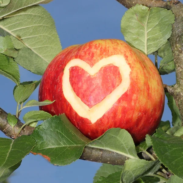 Red apple in the tree with carved heart shape — Stockfoto