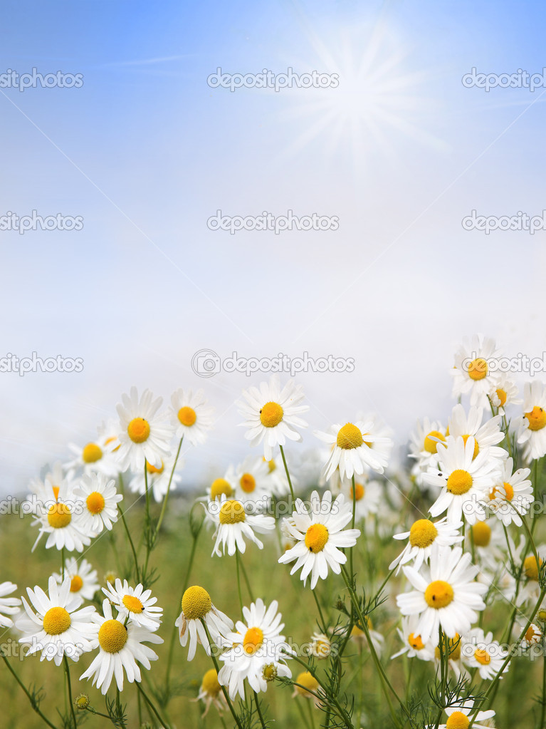 camomile flowers and blue sky with clouds, floral background wit