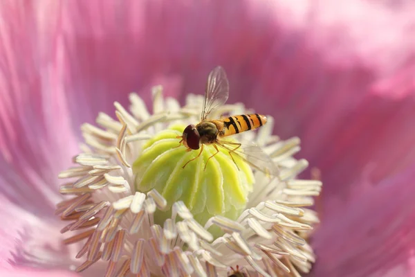 Hoverfly em uma flor de papoula rosa — Fotografia de Stock