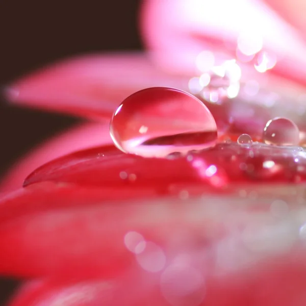 Makro lesklé Rosy kapka na gerber daisy plátku — Stock fotografie