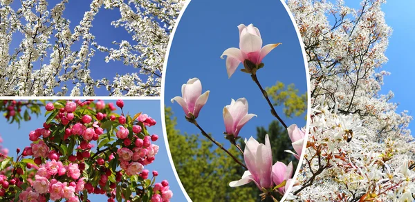 コラージュ - 春に木を開花 — ストック写真