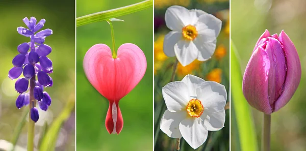 Collage - flores de primavera, con el corazón sangrante, tulipán, muscari a —  Fotos de Stock