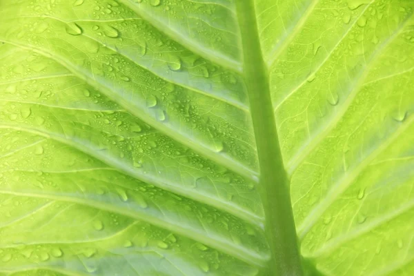 Exotiska växt bakgrund med regndroppar — Stock fotografie