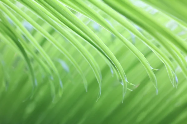 Lichte zachte groene palm blad achtergrond — Stockfoto