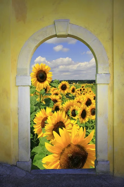 View through arched window to bright sunflower field — Stock Photo, Image