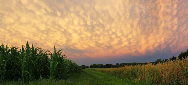 Dramatic scenery at harvest time with fleecy clouds. maize and o — Stock Photo, Image