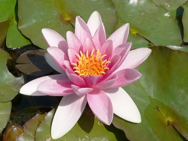 Waterlily pink and orange in the pond — Stock Photo, Image