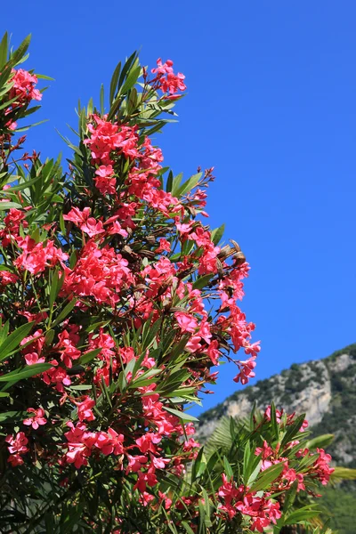 Closeup af blomstrende oleander filial - Stock-foto