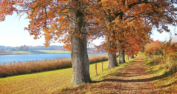 Sentier de randonnée automnal au bord du lac avec chênes noueux, ba — Photo