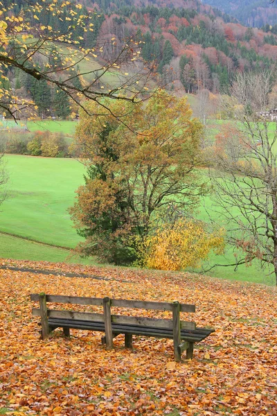 목가 풍경에 나무 벤치 — 스톡 사진