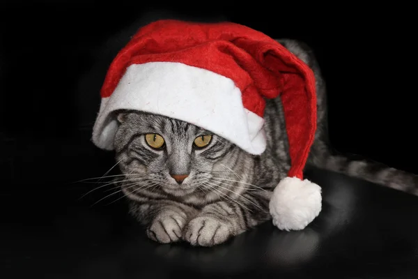 Gato con sombrero de santa claus, sobre fondo negro — Foto de Stock