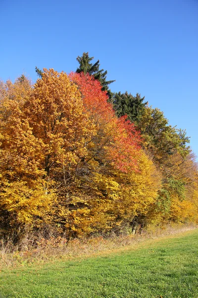 10 월에 다채로운 나무 테두리 — 스톡 사진