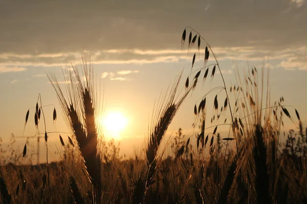 Campo de colheita atmosférica ao pôr do sol — Fotografia de Stock