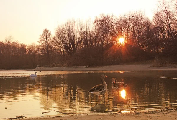 日没の池公園 — ストック写真