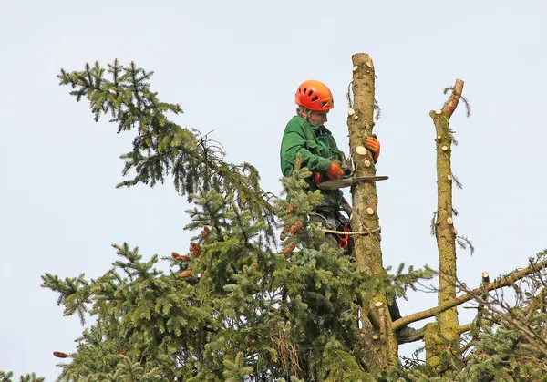 Lumberjack no topo da árvore — Fotografia de Stock