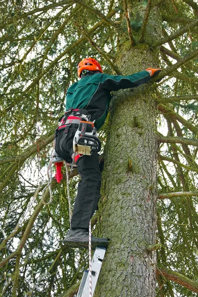 Lumberjack subindo uma árvore Fotografia De Stock