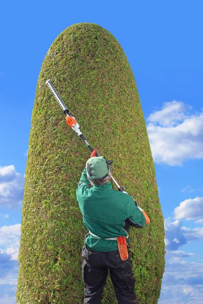 Thuja potatura giardiniere con tagliasiepi — Foto Stock