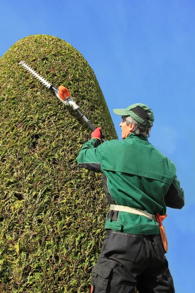 Handwerker schneidet Thuja mit Heckenschere — Stockfoto