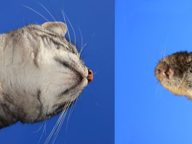 kedi ve fare yüz, üzerinde mavi gökyüzü