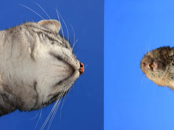 Cat and mouse face to face, on blue sky — Stock Photo, Image