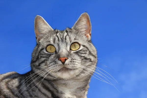 Крупный план тэбби-кота на фоне голубого неба — стоковое фото
