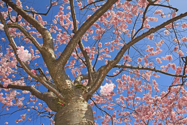 Blühender Kirschbaum in voller Blüte — Stockfoto