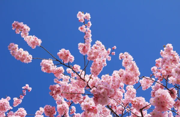 Ramas de un cerezo floreciente, plena floración —  Fotos de Stock