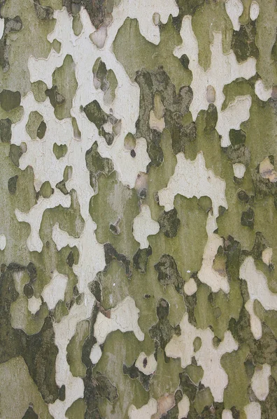 Casca de árvore de sicômoro, padrão de camuflagem natural — Fotografia de Stock