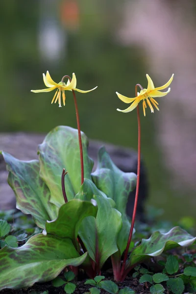 Желтая лилия, эритрониевые берлоги — стоковое фото