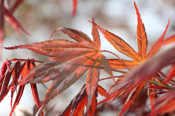Röda japanskt lönnlöv — Stockfoto