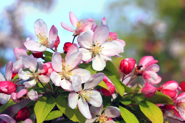 Elma bush bahar çiçekli — Stok fotoğraf