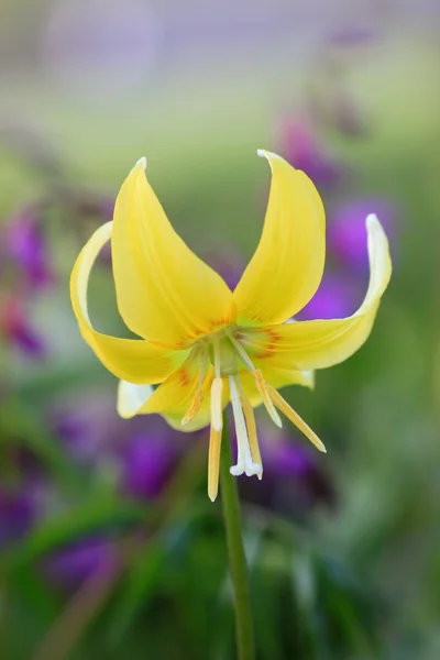 One yellow lily, erythronium — Stock Photo, Image