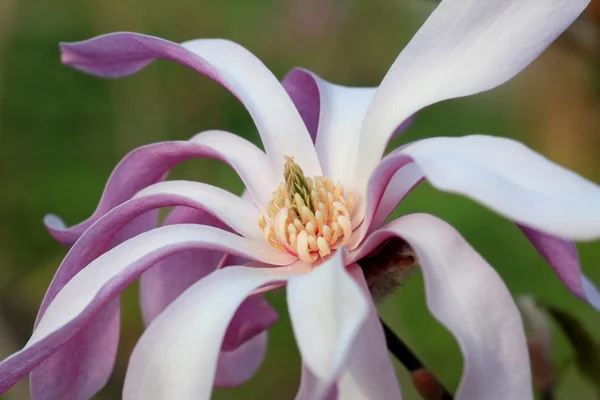 One white and pink magnolia flower — Stock Photo, Image