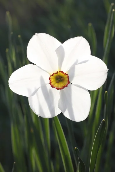 Bir nergis çiçeği, arkadan aydınlatmalı — Stok fotoğraf