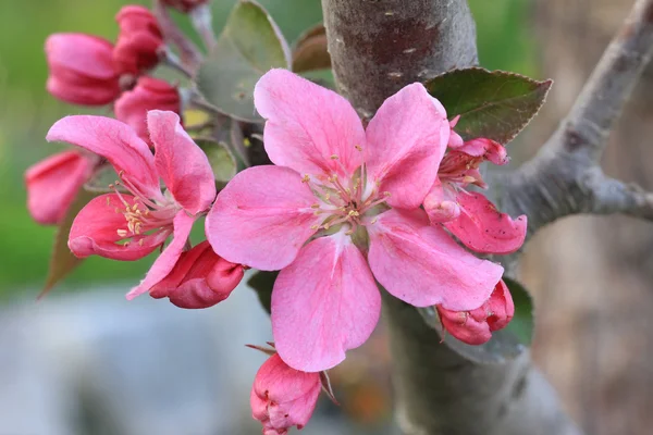Ροζ ανθίζοντας δέντρο μηλιάς — Φωτογραφία Αρχείου