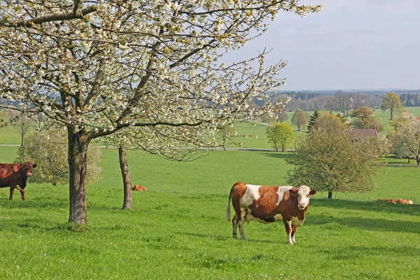 Cows in a cherry tree orchard at springtime — Stock Photo, Image