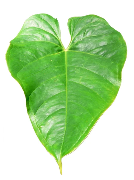 Feuille de plante exotique en forme de coeur — Photo