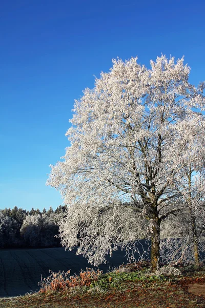 Träd med rimfrost — Stockfoto