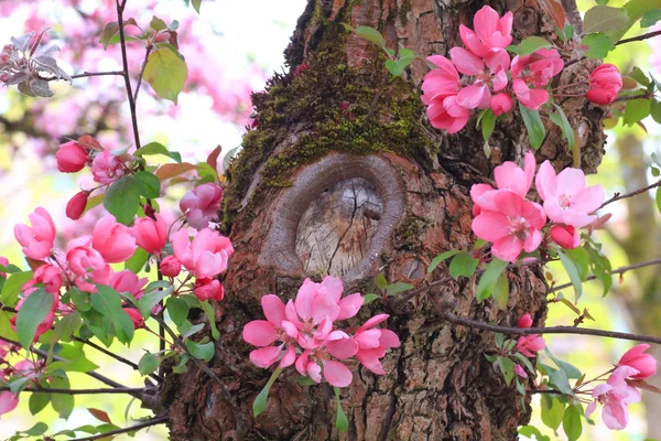 Flowering apple tree with beautiful blossoms — Stock Photo, Image