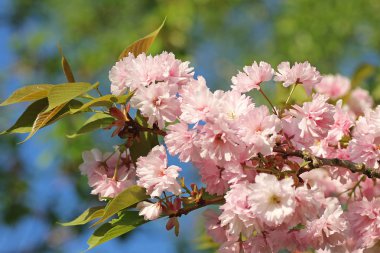 kiraz çiçekleri ve yaprakları ile şube