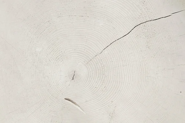 Rebanada de árbol con anillos, fondo natural tonificado blanco — Foto de Stock