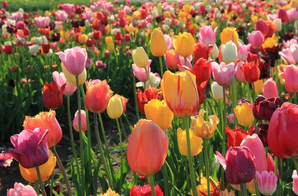Красочное поле тюльпанов с задним освещением — стоковое фото