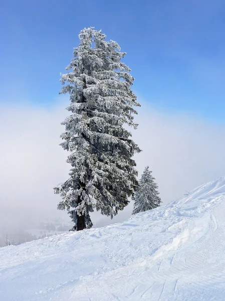 Karlı yamaç, köknar ağacı — Stok fotoğraf